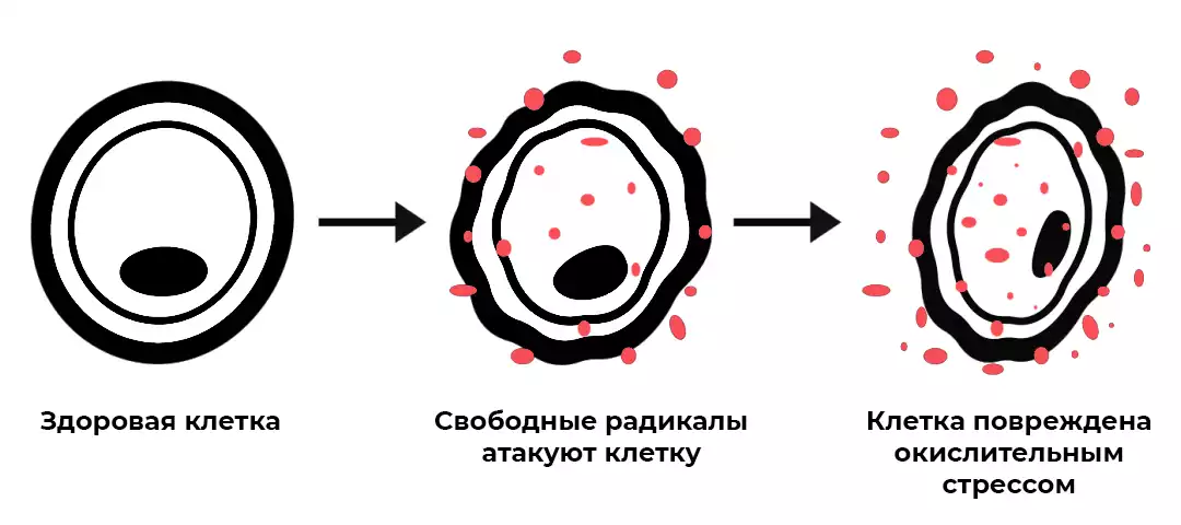 упрощенная схема ислительного стресса в клетках