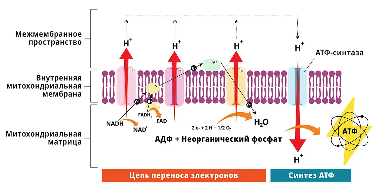 схема работы синтеза АТФ в митохондриях